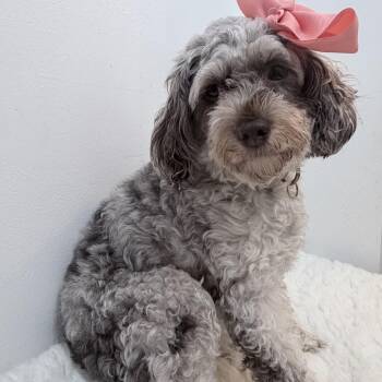 Coco -  Cockapoo Dog for Adoption in Wrightstown, New Jersey - Coco | PetCurious