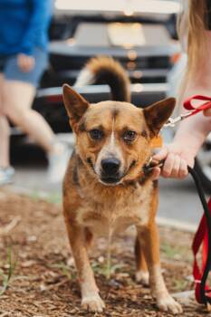 Devon (foster needed) -  Australian Cattle Dog Blue Heeler and Corgi Dog for Adoption in New York, New York - Devon (foster Needed) | PetCurious