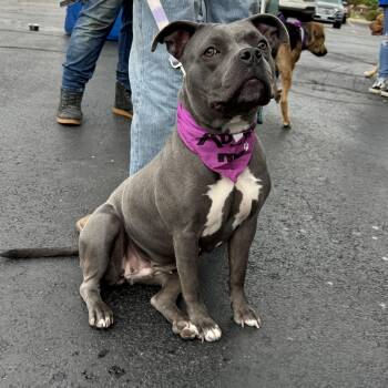 Rescue Pit Bull Terrier and American Staffordshire Terrier Dogs for Adoption in Oswego, Illinois - Winnie | PetCurious