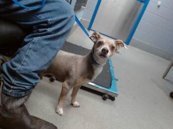 Chihuahua and Dachshund Dogs Available for Adoption in Albuquerque, New Mexico - KAKASHI | PetCurious