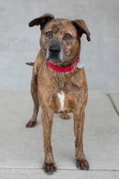 Mixed Breed Dogs Available for Adoption in Longmont, Colorado - Ginger | PetCurious