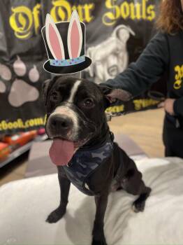 Pit Bull Terrier Dogs Available for Adoption in Levittown, New York - Chopper  | PetCurious