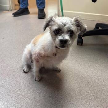Shih Tzu Dogs Available for Adoption in Pasadena, California - Coka | PetCurious