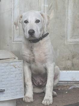 Wave (water themed litter) -  Hound and Labrador Retriever Dog for Adoption in Mt. Juliet, Tennessee - Wave (water Themed Litter) | PetCurious