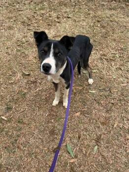 Pit Bull Terrier and Mixed Breed Dogs Available for Adoption - BLUE | PetCurious