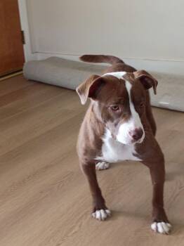 Pit Bull Terrier and Terrier Dogs Available for Adoption - Cappuchino | PetCurious