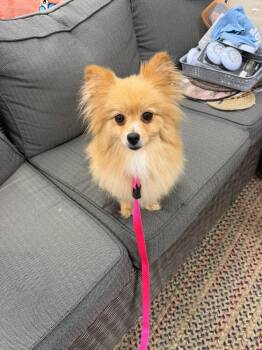 Pomeranian Dogs Available for Adoption in Biloxi, Mississippi - Franny The Nanny | PetCurious