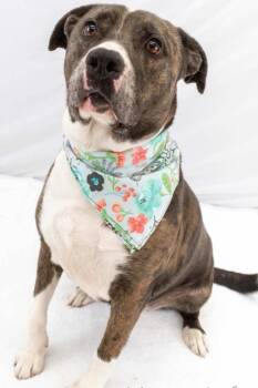 Pit Bull Terrier and Catahoula Leopard Dog Dogs Available for Adoption - Bella | PetCurious