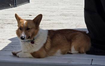 Corgi Dogs Available for Adoption in Syracuse, New York - Winnie AKA Winnifred | PetCurious