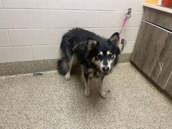 JEEP -  Siberian Husky and Mixed Breed Dog for Adoption in Colorado Springs, Colorado - JEEP | PetCurious