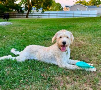 Pinecone -  Standard Poodle and German Shepherd Dog Dog for Adoption in Salisbury, Maryland - Pinecone | PetCurious