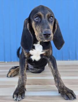 Beretta -  Plott Hound Dog for Adoption in Sedalia, Colorado - Beretta | PetCurious
