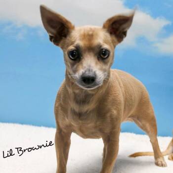 Chihuahua and Mixed Breed Dogs Available for Adoption in Casa Grande, Arizona - Lil Brownie | PetCurious