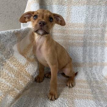 Lord of the Flies -  Terrier and Mixed Breed Dog for Adoption in Carencro, Louisiana - Lord Of The Flies | PetCurious