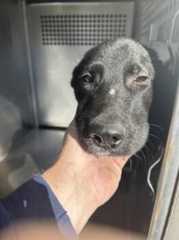 Rescue Labrador Retriever and Mixed Breed Dogs for Adoption in Fort Worth, Texas - 59763675 | PetCurious