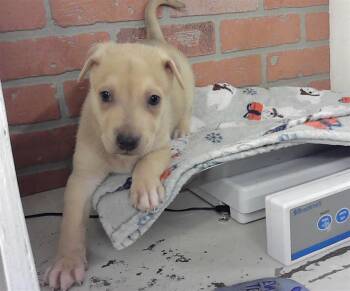 German Shepherd Dog and Mixed Breed Dogs Available for Adoption - REX | PetCurious