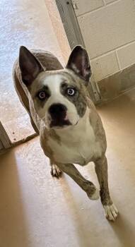 Rescue Husky and Pit Bull Terrier Dogs for Adoption in Sierra Vista, Arizona - Nala | PetCurious