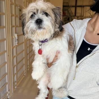 Tonto -  Shih Tzu Dog for Adoption in Chicago, Illinois - Tonto | PetCurious