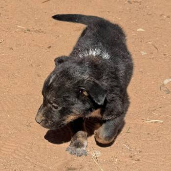 Tux -  Shepherd Dog for Adoption in Tuba City, Arizona - Tux | PetCurious