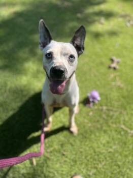 Pit Bull Terrier Dogs Available for Adoption - Bowie | PetCurious