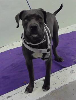 Rescue Cane Corso and American Staffordshire Terrier Dogs for Adoption in Houston, Texas - ONYX | PetCurious
