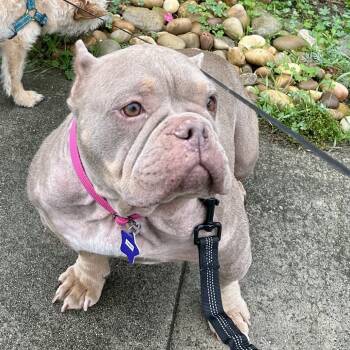 Rescue Mixed Breed Dogs for Adoption in San Francisco, California - Sadie | PetCurious