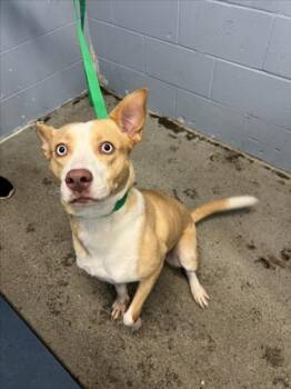 Rescue Siberian Husky Dogs for Adoption in Woodland, California - STELLA | PetCurious