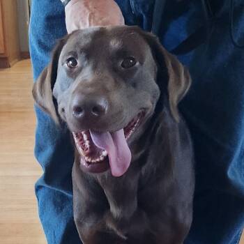 Rescue Chocolate Labrador Retriever Dogs for Adoption in Bismarck, North Dakota - Duke | PetCurious