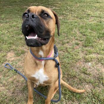 Mixed Breed Dogs Available for Adoption in Chattanooga, Tennessee - Puka | PetCurious