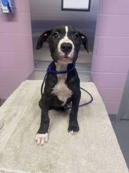 Rescue Retriever and Mixed Breed Dogs for Adoption in Longview, Texas - Boopity | PetCurious