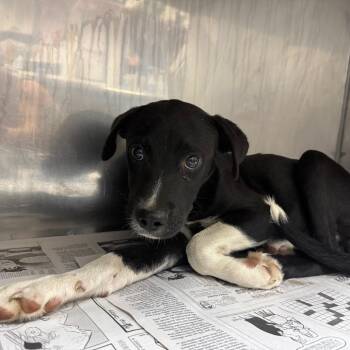 Gravy -  Hound and Mixed Breed Dog for Adoption in Birmingham, Alabama - Gravy | PetCurious
