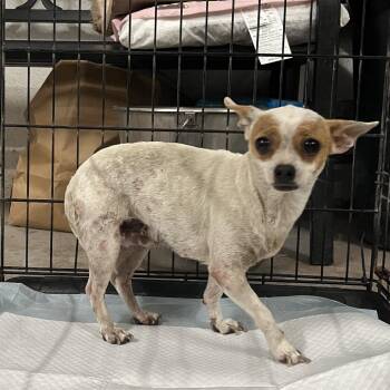 Pulgita -  Chihuahua Dog for Adoption in Edinburg, Texas - Pulgita | PetCurious