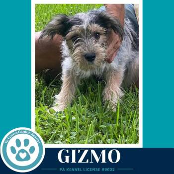 Gizmo (Gee Pups) 082226 -  Shih Tzu and Australian Cattle Dog Blue Heeler Dog for Adoption in Kimberton, Pennsylvania - Gizmo (Gee Pups) 082226 | PetCurious