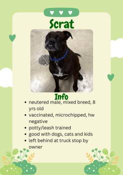Mixed Breed Dogs Available for Adoption - Scrat  | PetCurious