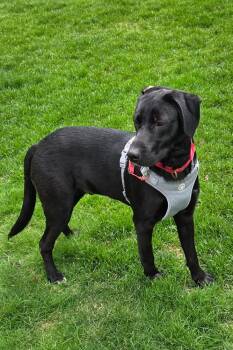 Labrador Retriever Dogs Available for Adoption in Mundelein, Illinois - Ditka | PetCurious