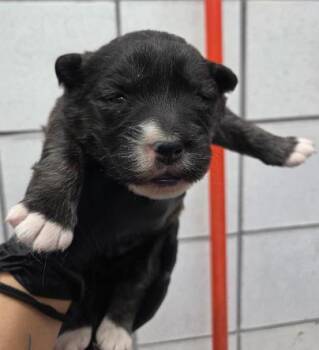 Shepherd and Mixed Breed Dogs Available for Adoption - 60319573 | PetCurious
