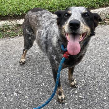 Australian Cattle Dog Blue Heeler Dogs Available for Adoption in Beaumont, Texas - Michelle | PetCurious