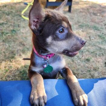 Lepton -  Mixed Breed Dog for Adoption in Buffalo, Minnesota - Lepton | PetCurious