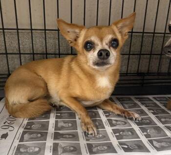 Cricket -  Chihuahua Dog for Adoption in Columbia, Tennessee - Cricket | PetCurious