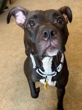 Pit Bull Terrier Dogs Available for Adoption - Samara | PetCurious