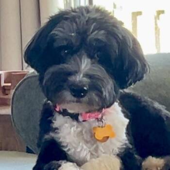 Dachshund and Poodle Dogs Available for Adoption - Diamond | PetCurious