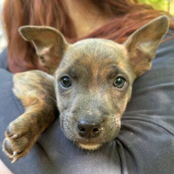 Chihuahua and Pit Bull Terrier Dogs Available for Adoption in Colonial Heights, Virginia - Bear | PetCurious