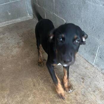 Twain *Arriving 9/26* D12493 -  Labrador Retriever and Shepherd Dog for Adoption - Twain *Arriving 9/26* D12493 | PetCurious