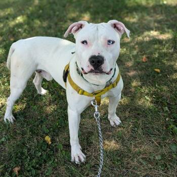 Pit Bull Terrier Dogs Available for Adoption in Baltimore, Maryland - Lightning McQueen | PetCurious