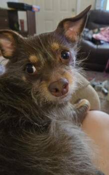 MANNY male chihuahua long hair -  Chihuahua Dog Available for Adoption in Shawnee, Oklahoma - MANNY Male Chihuahua Long Hair | PetCurious
