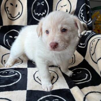 Mixed Breed Dogs Available for Adoption - Tallulah | PetCurious