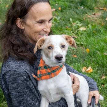 Rescue Beagle Dogs for Adoption in West Grove, Pennsylvania - Harvey (Male)    Avail  11/1 | PetCurious