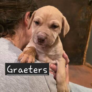 Mixed Breed Dogs Available for Adoption in Glenfield, New York - Graeter | PetCurious
