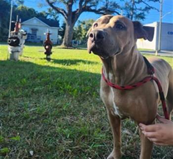 Rescue Mixed Breed Dogs for Adoption in Jacksonville, Florida - PRECIOUS | PetCurious
