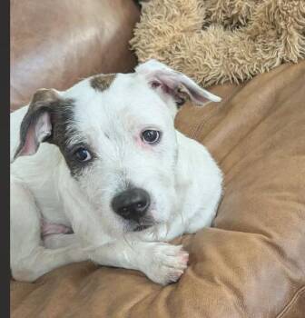 Jack Jack -  Jack Russell Terrier Dog for Adoption in Poplar Grove, Illinois - Jack Jack | PetCurious